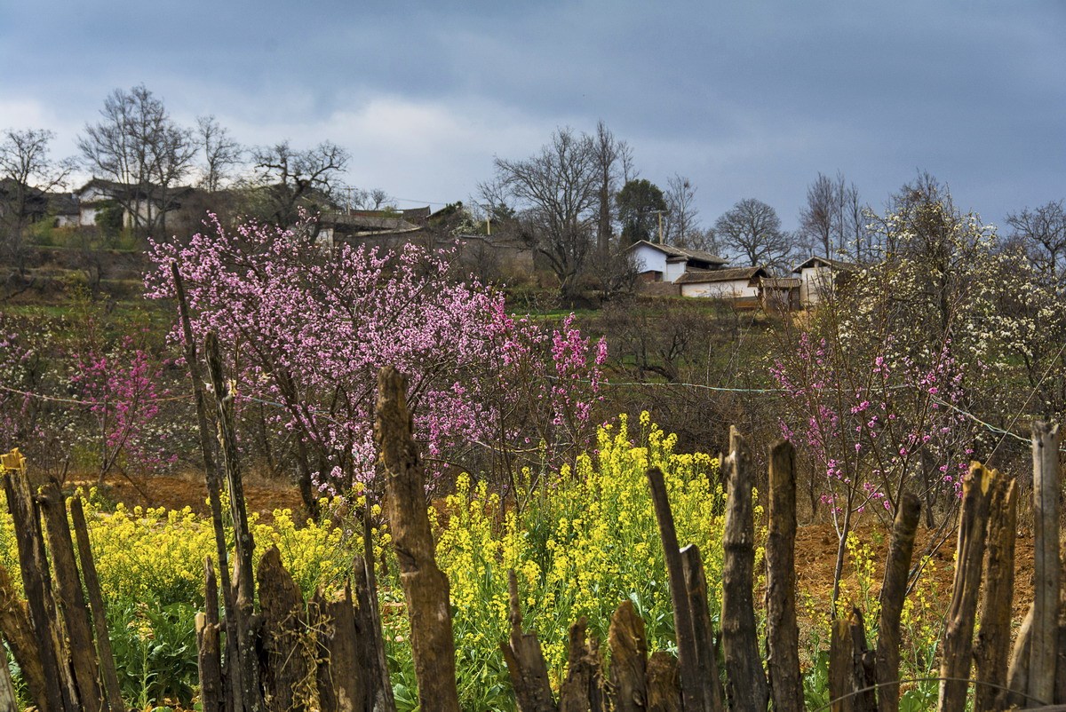 奇峰古树梨花村百年梨树齐开花