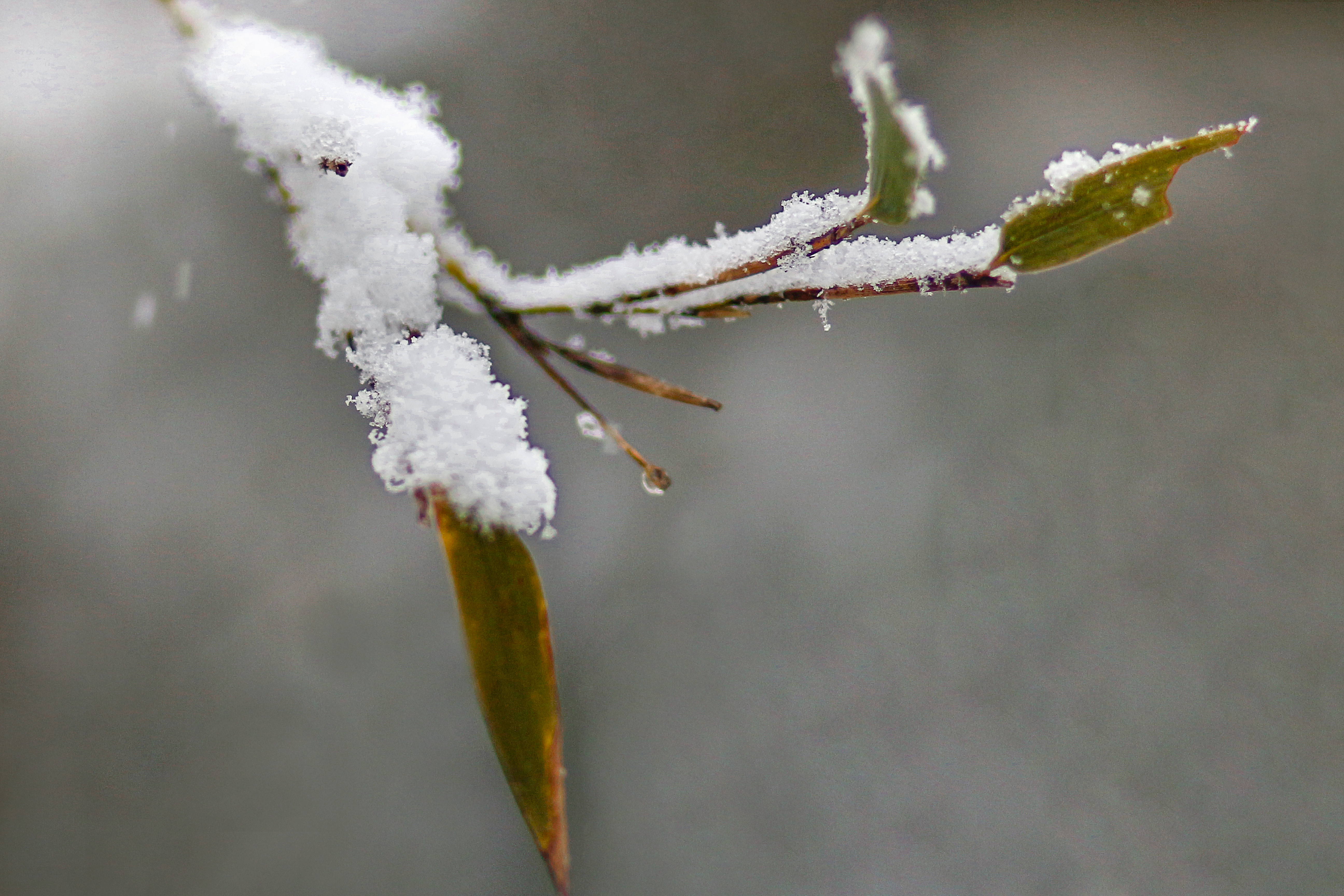 竹叶残雪图片图片