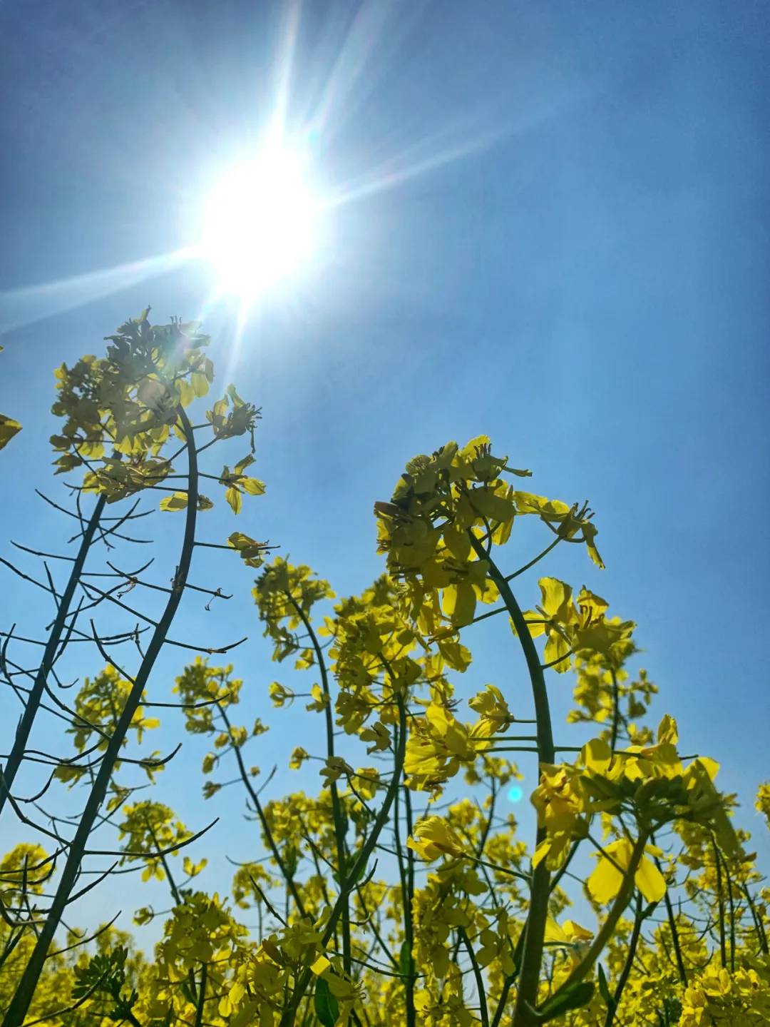 正值花期宁波现巨无霸油菜花海不要门票带你云赏花