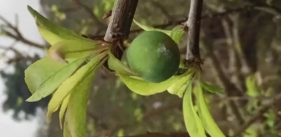 技术三华李3月份管理要点