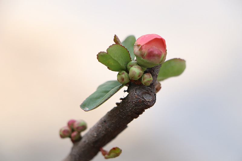 欣赏蓓蕾含苞春意喧