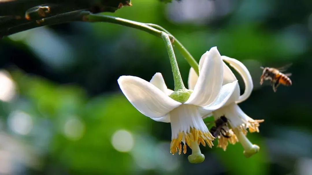 平和又是一年漫山柚花始盛开