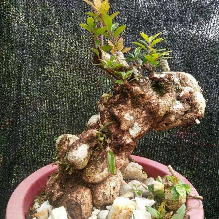 农村一种植物,人称"叶上花",盆栽很漂亮,跌打损伤,胃疼可用_萝卜