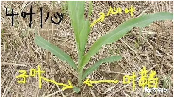 玉米苗后除草剂用药技术要点