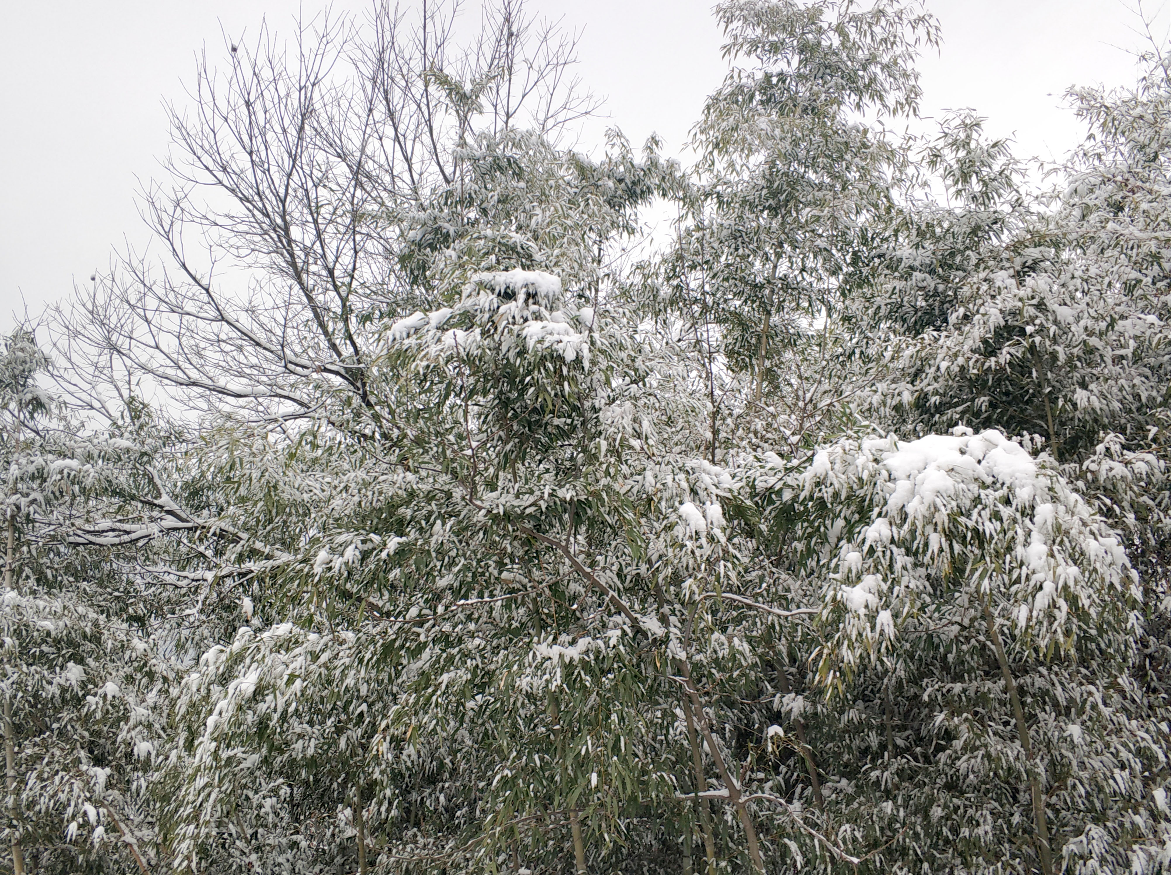 你喜歡冬天的雪嗎?鄉村雪景,竹林飄雪,攝影美圖返回搜狐,查看更多