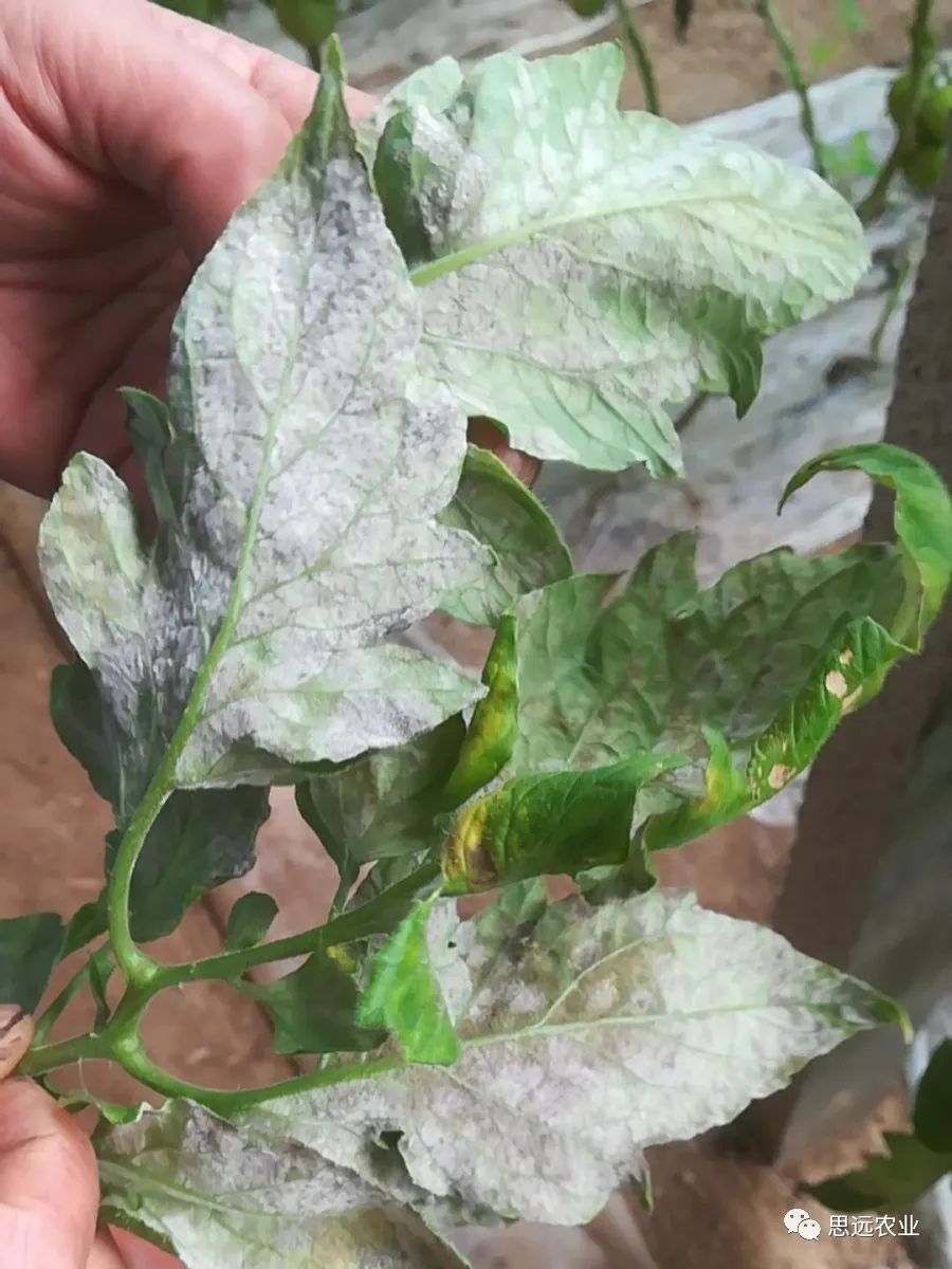 西红柿煤霉病图片图片