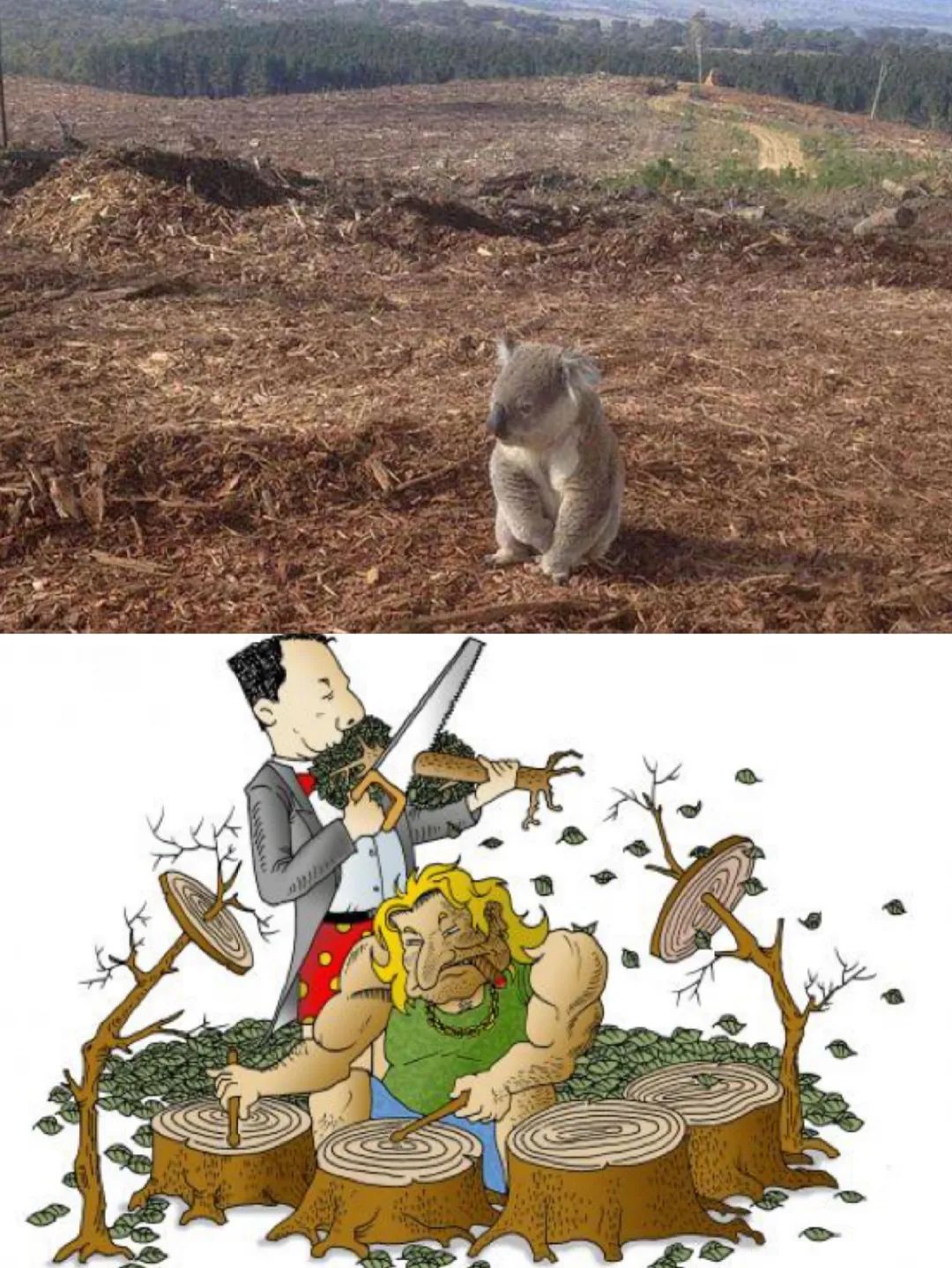 肺,又是动物,植物,人类的氧气供给器,但是,一些无情的人还是乱砍滥伐