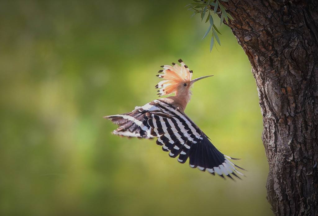戴胜鸟为什么叫棺材鸟看着像啄木鸟却一身臭烘烘的味道