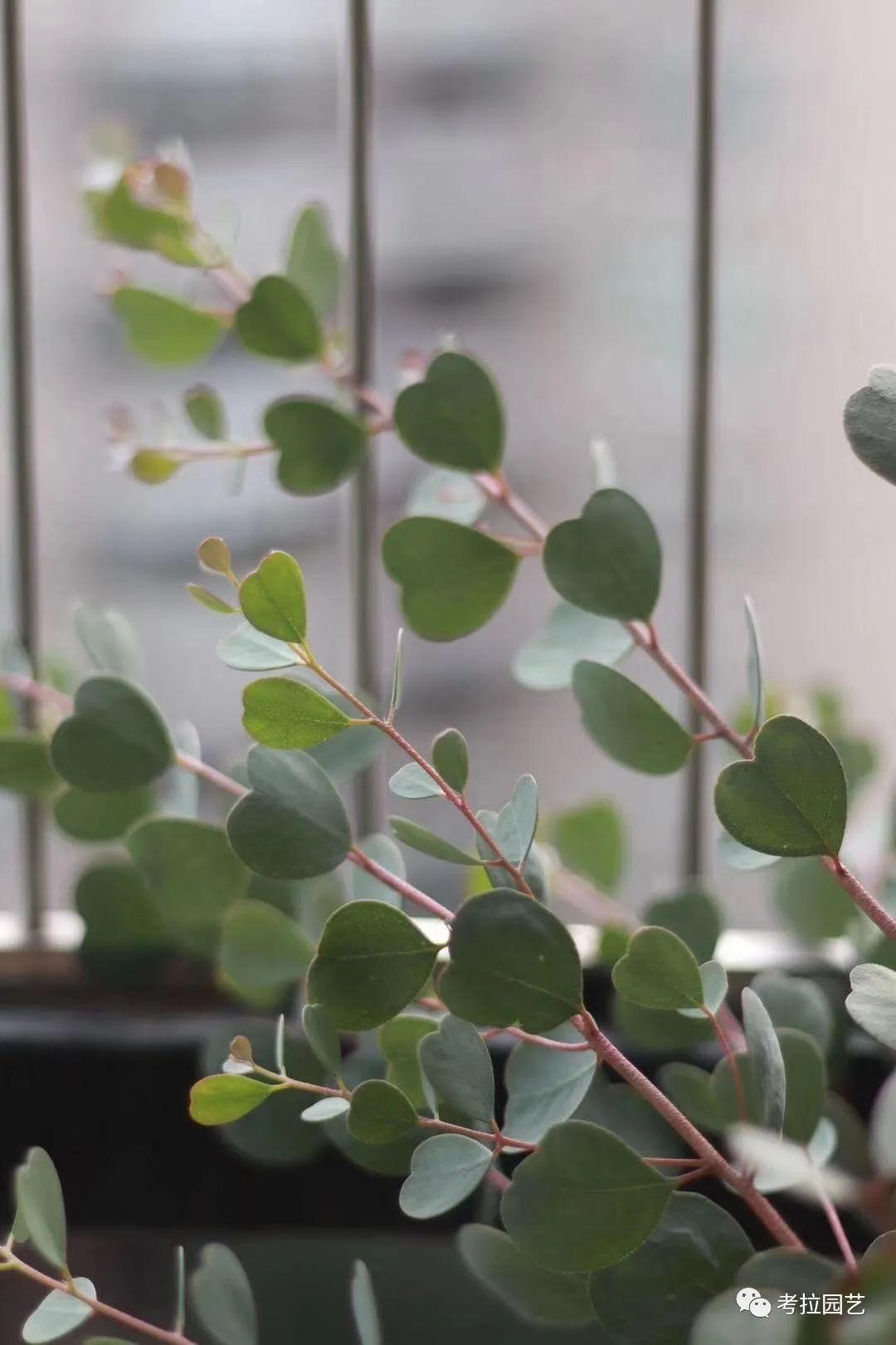 尤加利—心叶桉"eucalyptus websteriana"