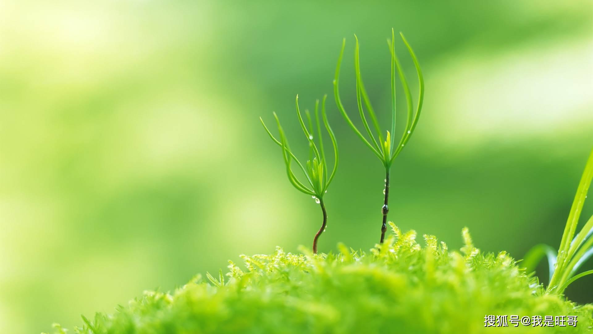 春天来了,花草树木都长出了嫩芽