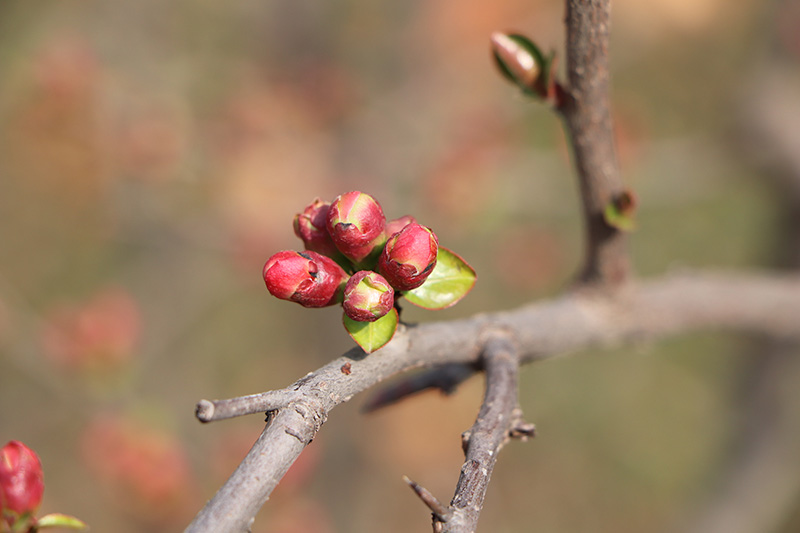 欣赏蓓蕾含苞春意喧