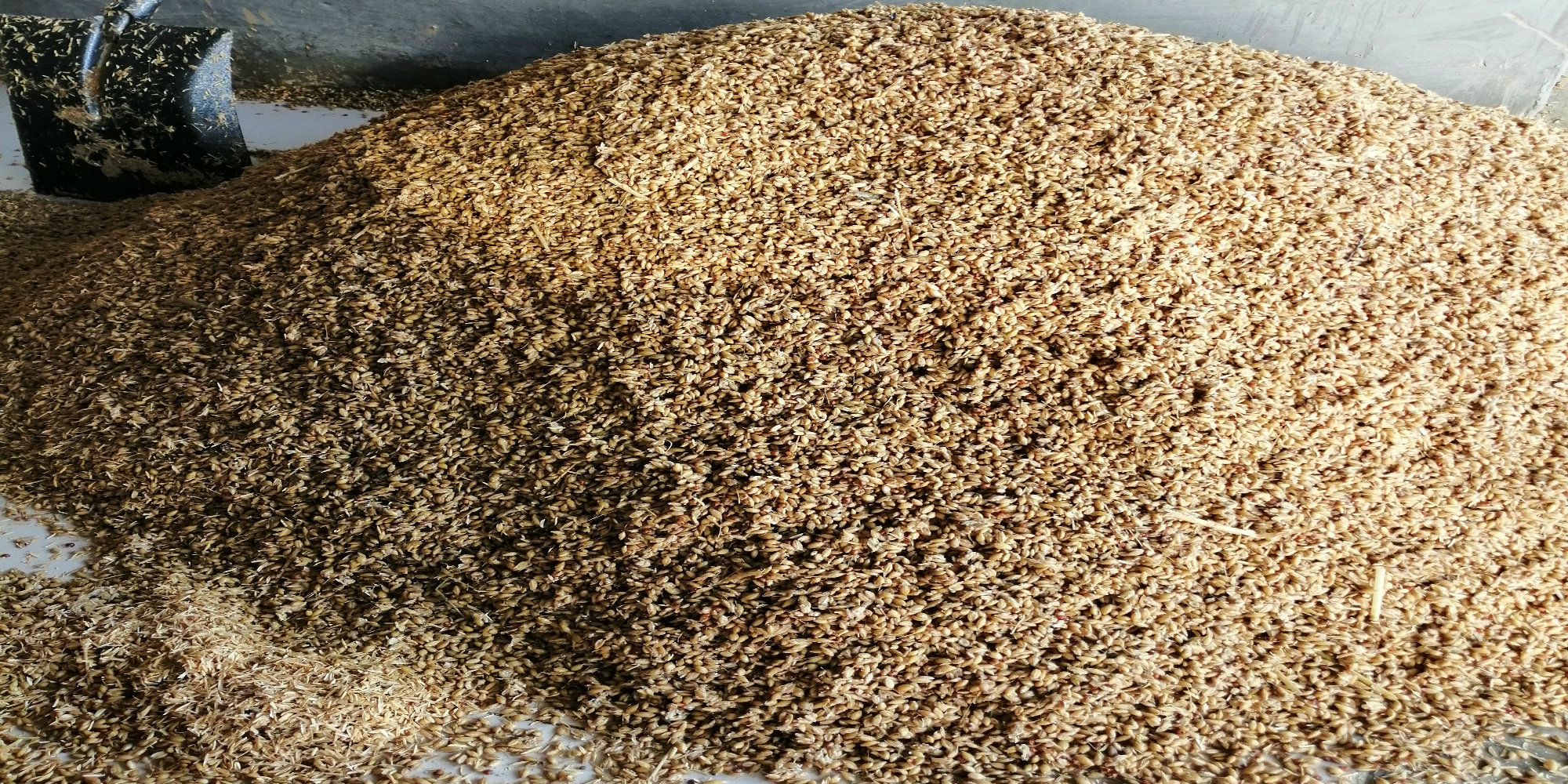 浓香型大曲白酒酿造工艺流程实操