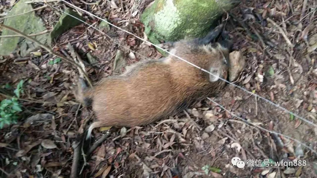 古人的话,很有道理_野鸡