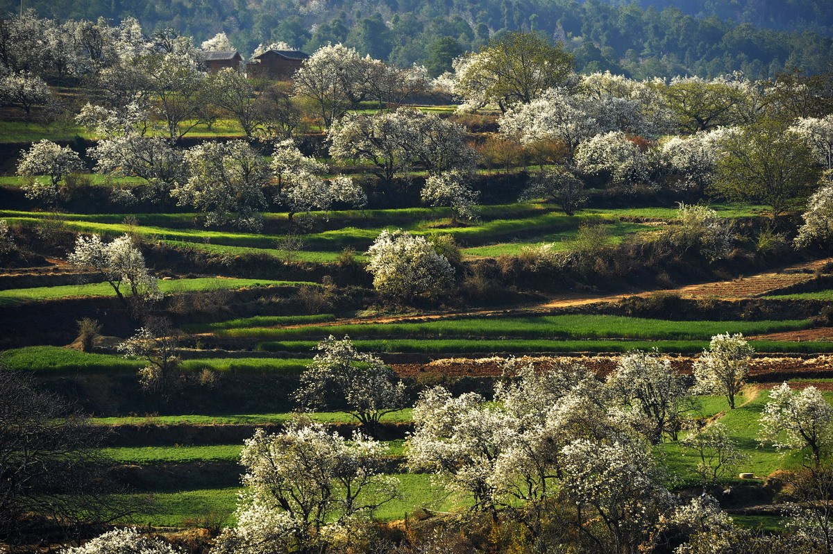 奇峰古树梨花村百年梨树齐开花