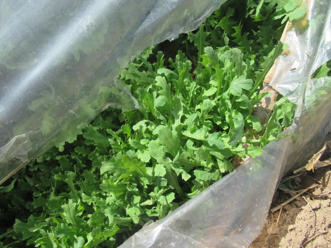 民警在辖区王河圈村发现两处非法种植的罂粟苗