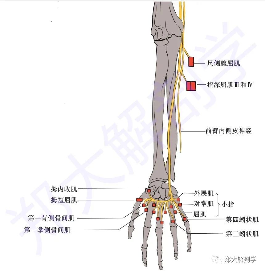此分支由距腕关节5cm的尺神经掌外侧面发出,与尺神经并行几厘米后进入