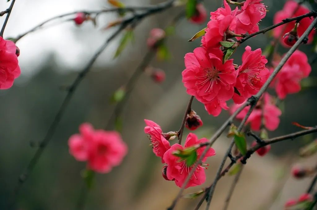 去寻俏皮的迎春,雍荣的紫槐,娇嫩的樱花,桀骜的竹林,还有楼前的白玉兰