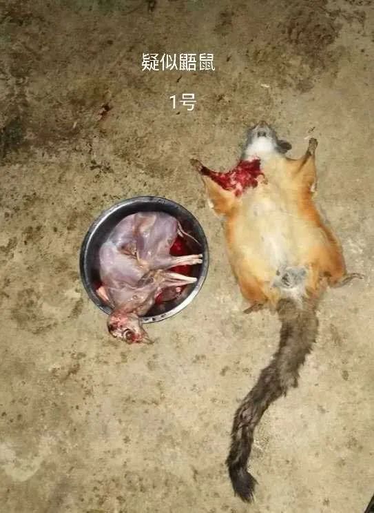 会理县森林公安局破获一起非法盗猎珍贵濒危野生动物重特大案件