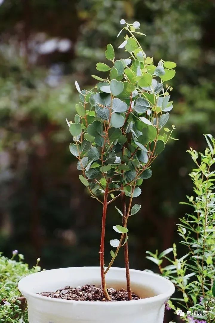 尤加利—心叶桉"eucalyptus websteriana"