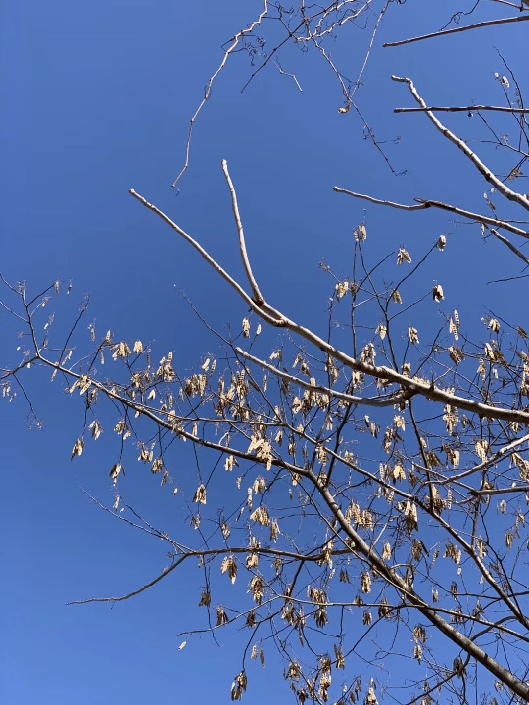 晨风拂新柳嫩芽醉心神漫步小城外