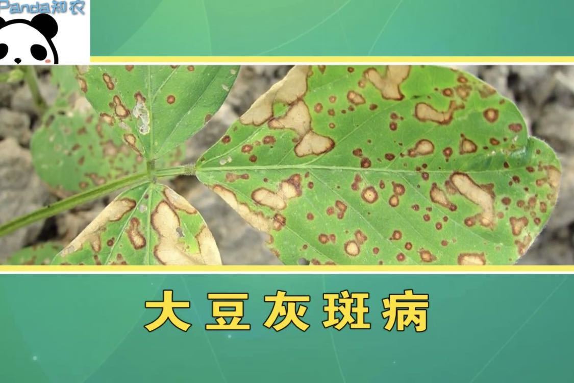 大豆灰斑病危害症状及防治措施介绍