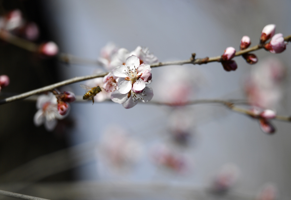 三月和风暖,滨海新区桃花迎春开