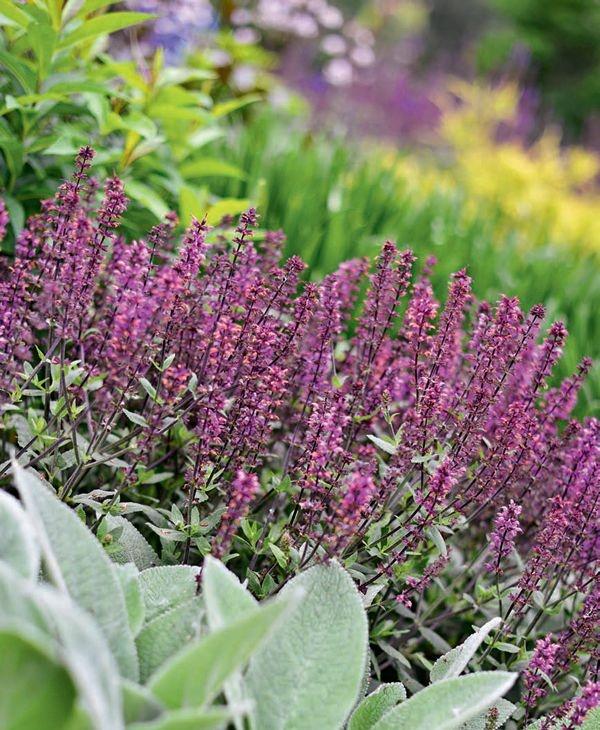 花园搭理攻略用摄影的视角搭理花园