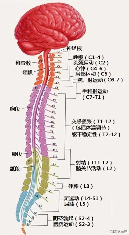最全神经系统解剖图来了,每个医生都该看看