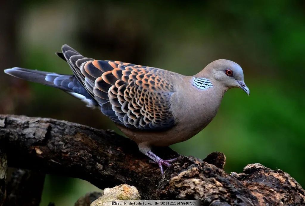 林区,农村出现,通常是小集群的活动,两只或者是多只,叫声单调低沉