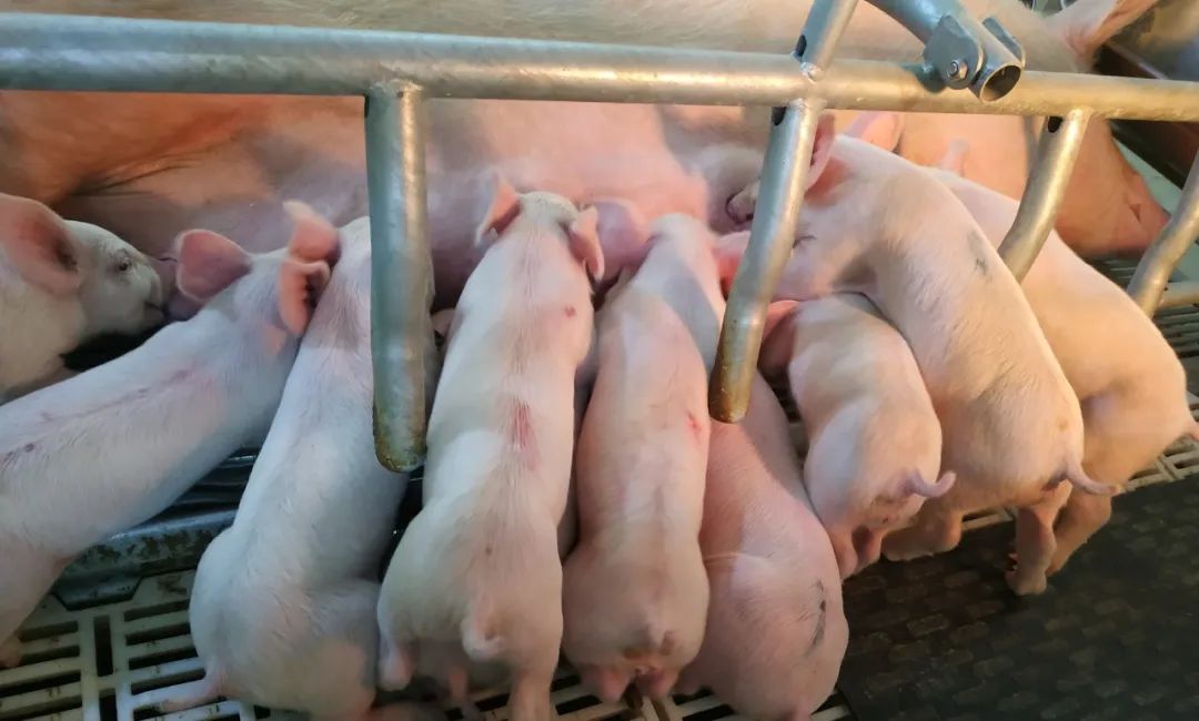 肉猪 来自搜狐网