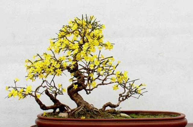 迎春花的修剪技巧时间选错了小心来年没花看