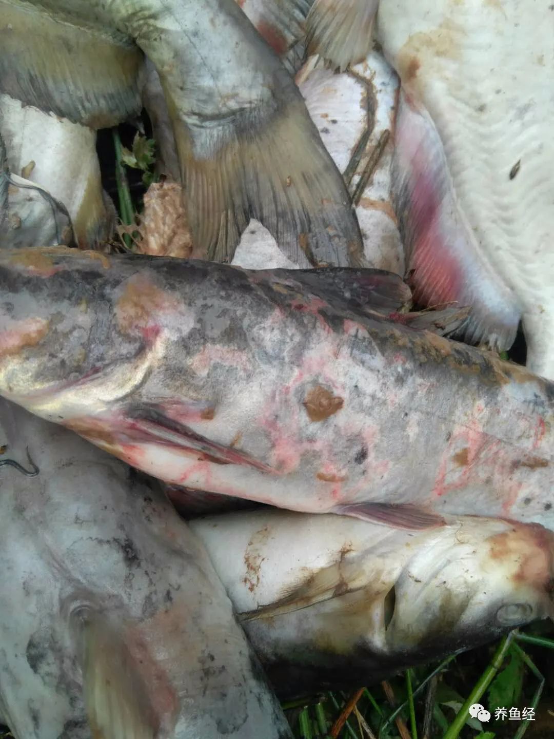 深部肌肉感染;在头部嘴的下上沿,以及眼框周边发生溃烂的也比较多见