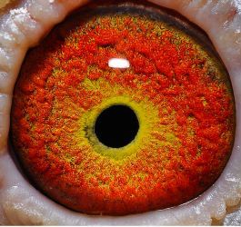 围观金母型鸽眼