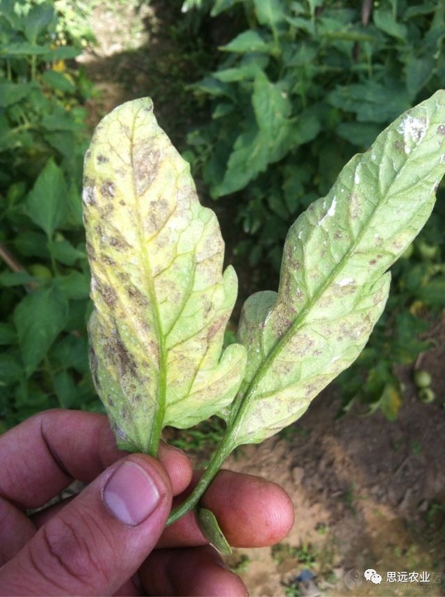 如何防治西红柿煤霉病