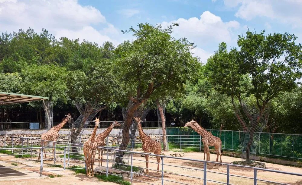 中南百草原動物園分為2大板塊,野生動物繁殖區以及非洲野生動物區.