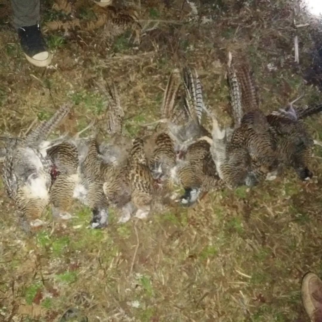 会理县森林公安局破获一起非法盗猎珍贵濒危野生动物重特大案件