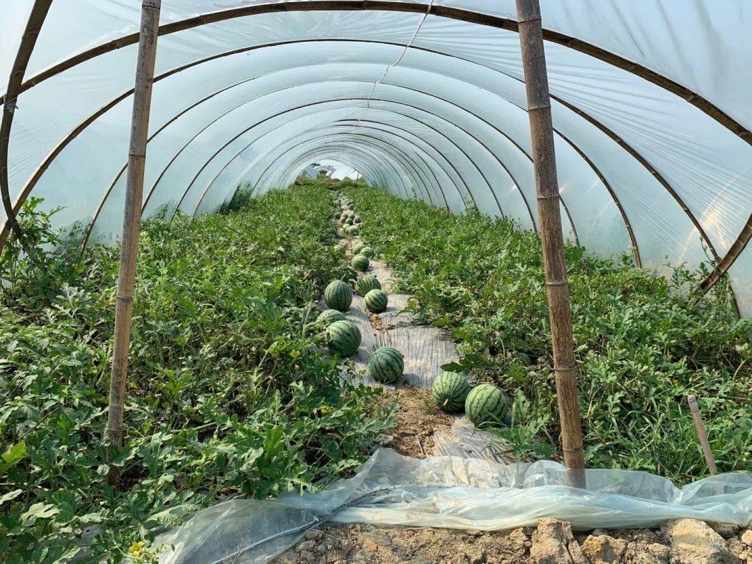 爱心助农   海南优质西瓜滞销,这里可以买到!