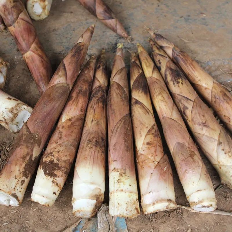 特卖| 鲜嫩爽口,荤素百搭,用它焖肉太香了!_雷笋