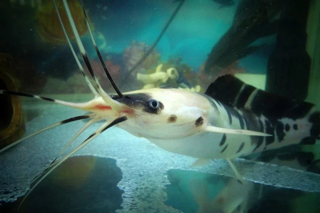 经济鱼当观赏鱼养,小丑武士的生活太舒服