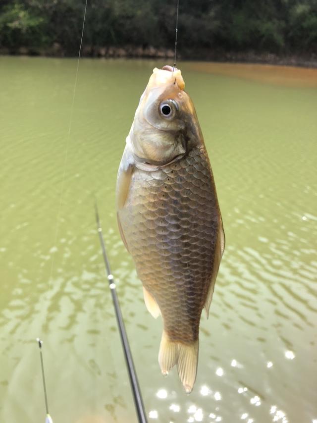 摩旅春游钓鱼三不误,不期竟然小爆护