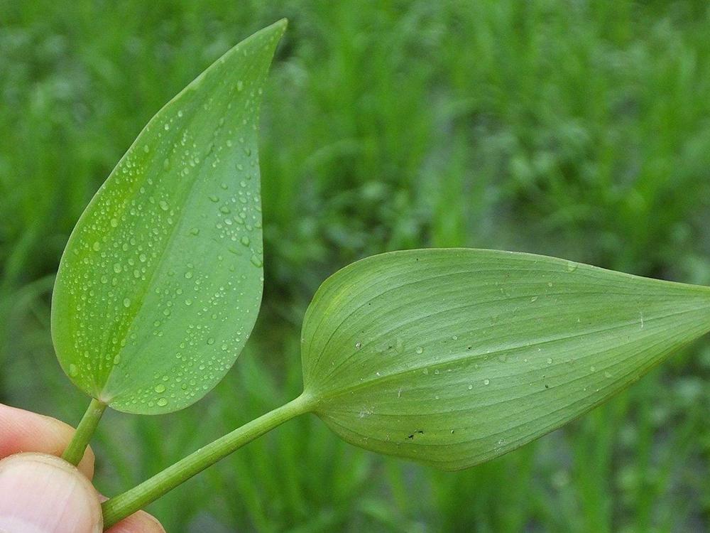 其三,药用价值.