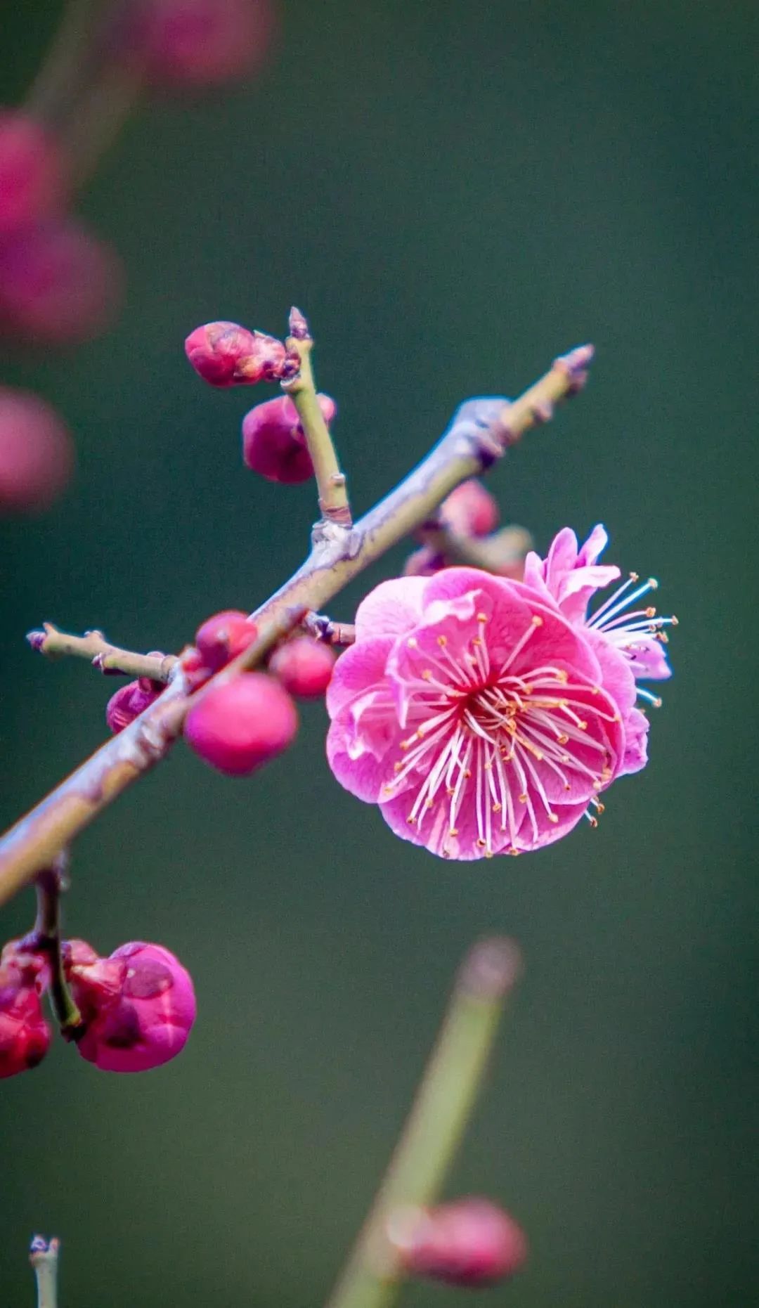 红杏枝头春意闹△芳姿绰绰幽兰雅,倩影濯濯朗月华△霓裳片片晚妆新,束