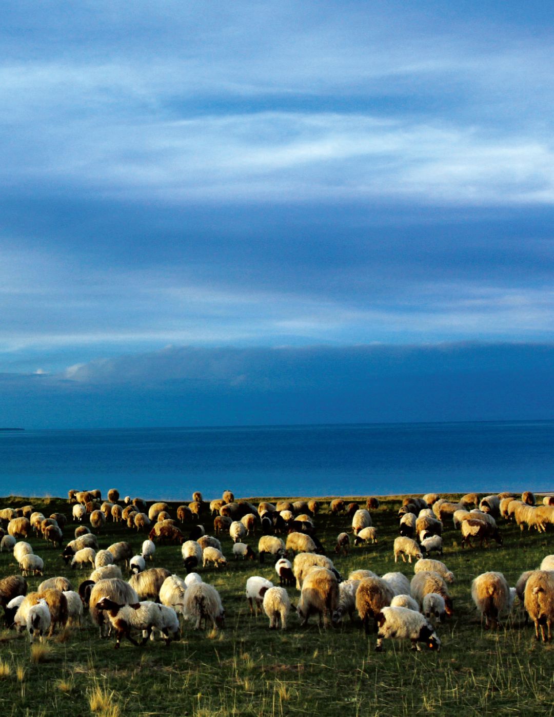 别急错过的春天青海全都还给你