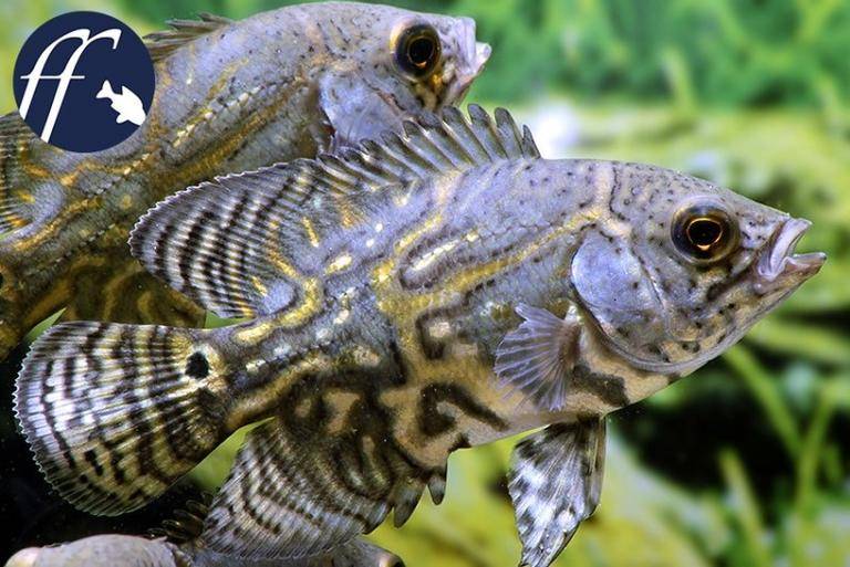 奥斯卡花猪地图鱼