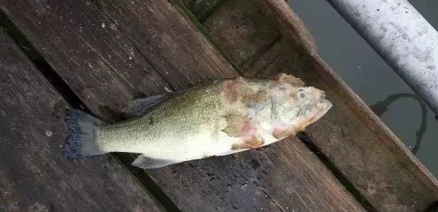 许多鱼塘暴发水霉病,治疗效果不好?那是你不了解这些!_霉菌