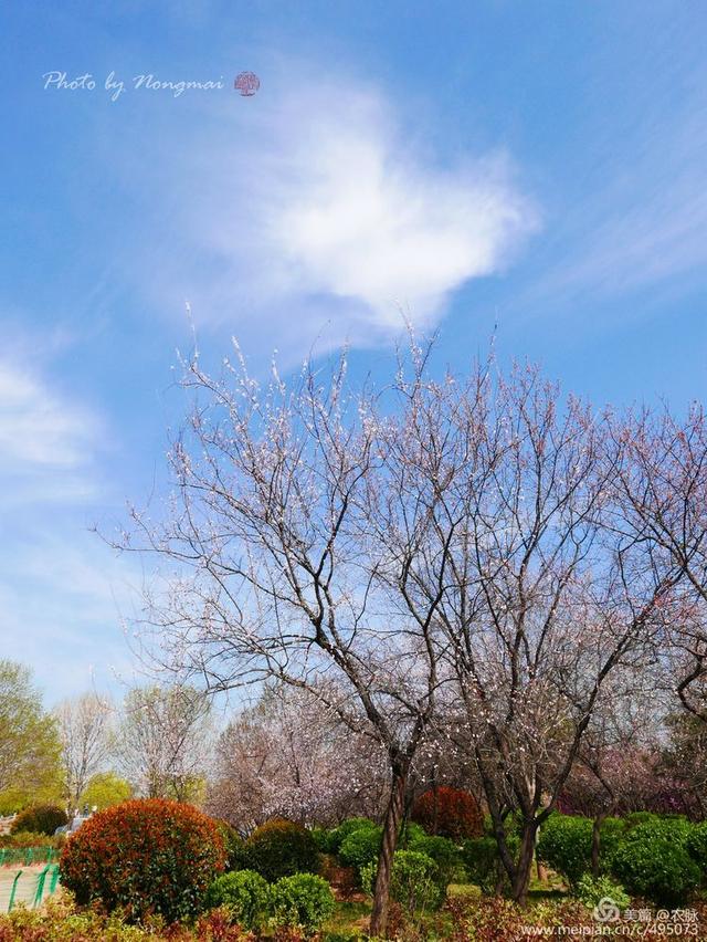 洛阳隋唐遗址园春天花开正艳