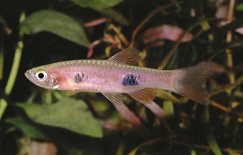 科普鱼类知识波鱼