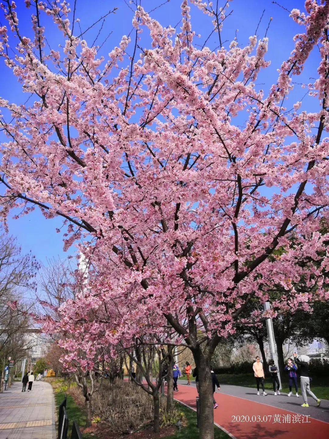 想不想出去走一走?看看黄浦滨江的樱花