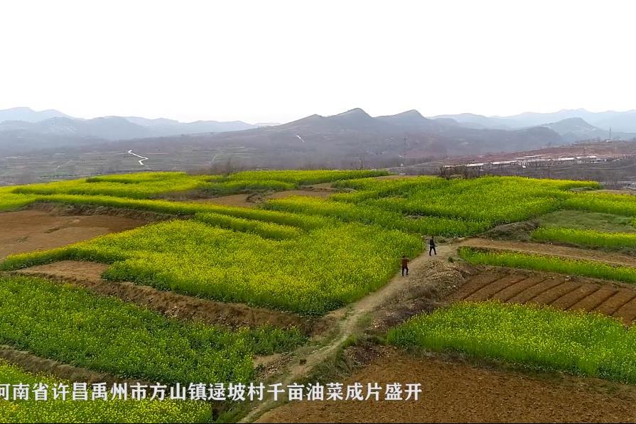 河南禹州千亩油菜花扮靓美丽山乡