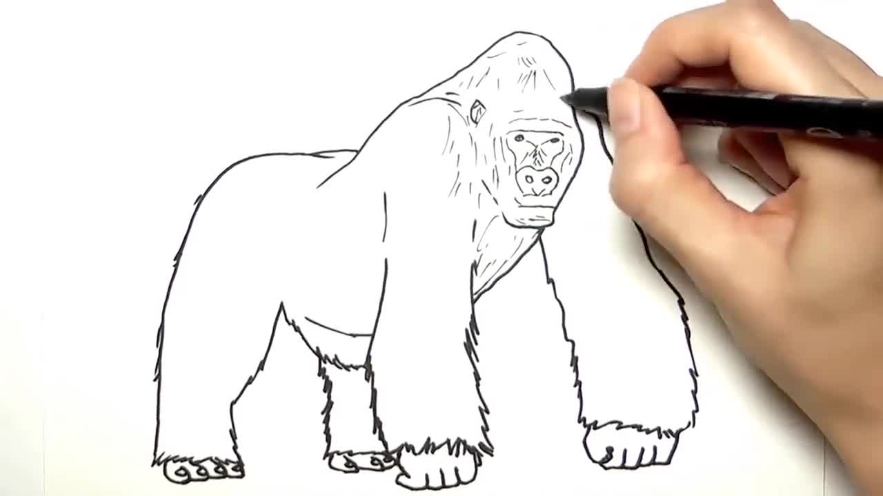 儿童涂鸦简笔画快速画大猩猩的方法